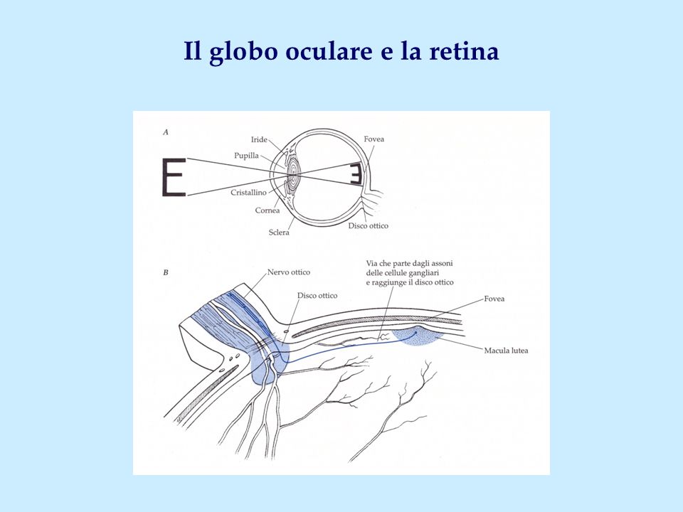 Il Sistema Visivo Ppt Video Online Scaricare